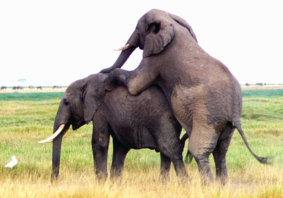 Male Elephants "Making Up" - Amboseli